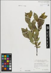 Foto von Salix mielichhoferi Saut.